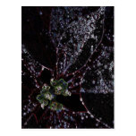 Fleur de pluie cartes postales