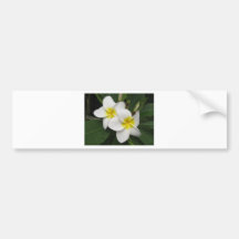 Fleur de Plumeria Adhésifs Pour Voiture