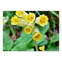 Fleur de primevère cartes de vœux