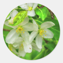 fleur de ressort adhésifs ronds