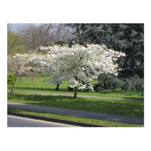 Fleur de ressort cartes postales