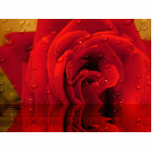 fleur de rose rouge découpages en acrylique