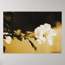 Fleur de sépia posters