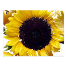 Fleur de The Sun Cartes Postales