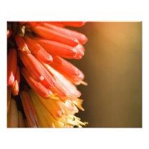 Fleur de tisonnier d'un rouge ardent art photographique