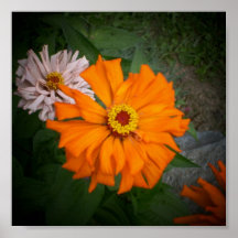 Fleur de Zinnia Affiche-Orange
