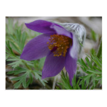 Fleur d'état au nord-sud de Pasque Dakota de prair Carte Postale