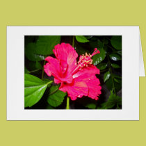 Fleur divine cartes