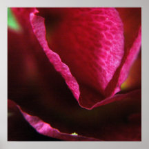 Fleur d'ouverture affiches