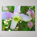 Fleur du Montana des clématites" avec le pollen Posters
