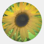 Fleur ensoleillée autocollants