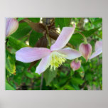 Fleur et bourgeons du Montana des clématites" Affiche