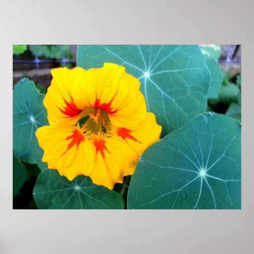 Fleur et feuille jaunes de nasturce poster