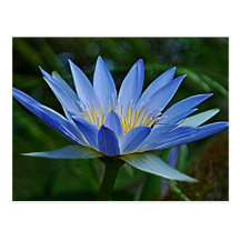 Fleur et signification de Lotus Cartes Postales
