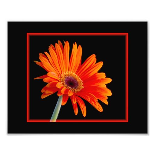 Fleur étroite avec la photo de frontière