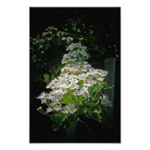 Fleur Impressions Photo