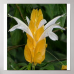 Fleur jaune 1 affiche