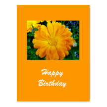fleur jaune de marguerite de gerbera carte postale