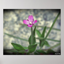 Fleur minuscule posters