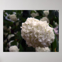 Fleur nuptiale affiches