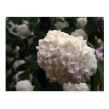 Fleur nuptiale carte postale