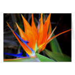 Fleur : Oiseau du paradis Carte De Vœux