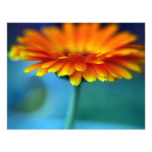 Fleur orange faire-parts
