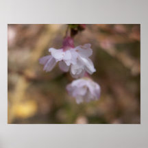 Fleur Poster