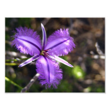 Fleur pourpre photographie d’art