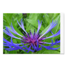 fleur pourpre art photographique