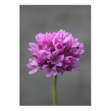 fleur pourpre avec la fourmi cartes de visite professionnelles