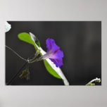 Fleur pourpre de gloire de matin posters