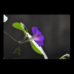 Fleur pourpre de gloire de matin posters