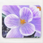 Fleur pourpre impeccable de crocus tapis de souris