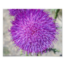 fleur pourpre photographies
