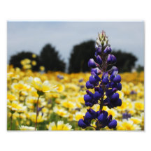 Fleur pourpre  tirage photo