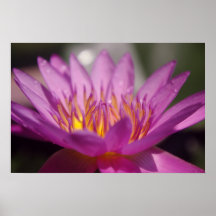 Fleur rosâtre de Lotus Posters