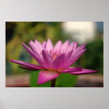 Fleur rosâtre affiche