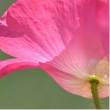 Fleur rose de pavot d'Islande Photo En Découpe