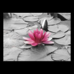 Fleur rose de protection de lis photographie