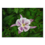 Fleur rose parfaite impression photo