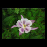 Fleur rose parfaite photographie