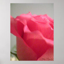 Fleur rose posters