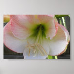 Fleur rose posters