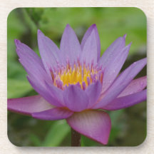 Fleur rose pourpre de nénuphar dessous-de-verre