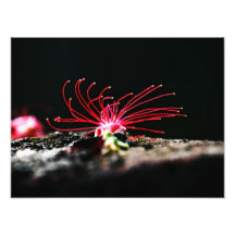 Fleur rouge impressions photo