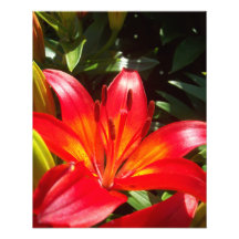 Fleur rouge art photographique