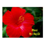 Fleur rouge brillante de ketmie, Maui Hawaï Cartes Postales