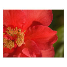 Fleur rouge de camélia photographie d’art