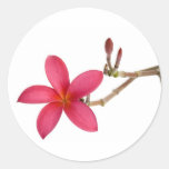 Fleur rouge de Frangipani Adhésifs Ronds